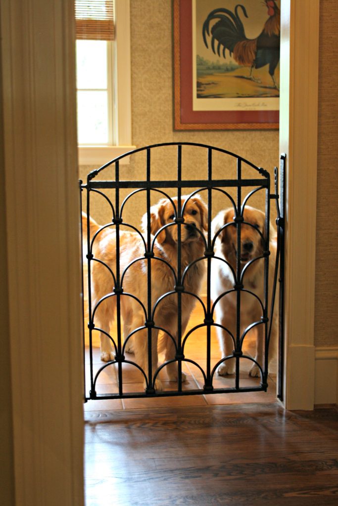 Custom Dog Gate for these Beautiful Goldens - Antietam Iron Works